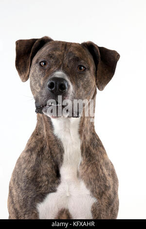 Hund - Kreuzung Stockfoto