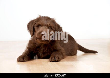 Hund - Labradoodle 10 Wochen altes Hündchen Stockfoto