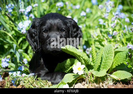 Hund - Cocker Spaniel Welpen ca. 6 Wochen alt - in einem Blumenbeet Stockfoto