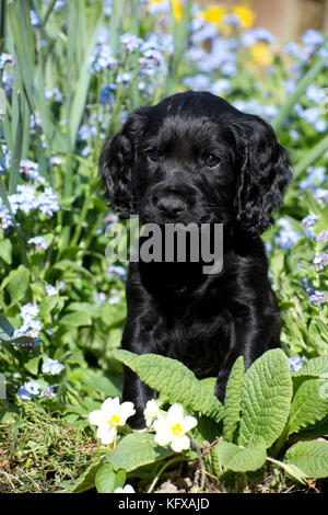 Hund - Cocker Spaniel Welpen ca. 6 Wochen alt - in einem Blumenbeet Stockfoto