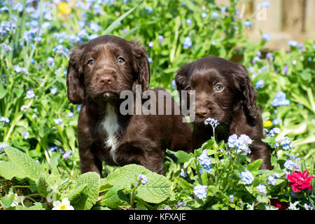 Hund - Cocker Spaniel etwa 6 Wochen alt - in einem Blumenbeet Stockfoto