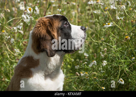 Hund Saint Bernard 15 Wochen alter Welpe im Blumengarten Datum: Stockfoto