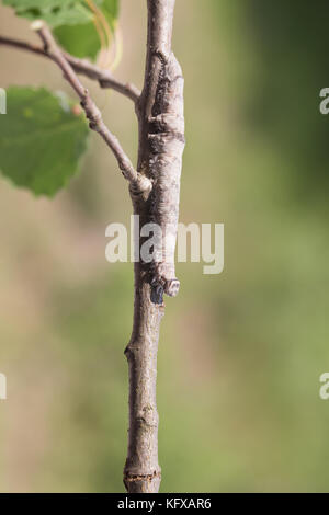 Blau underwing Motte Larve Stockfoto