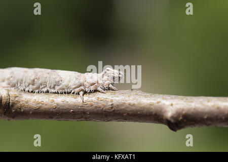 Blau underwing Motte Larve Stockfoto