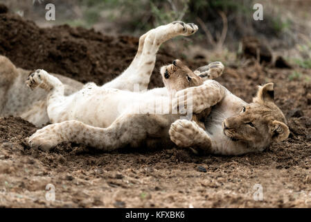 Lion Cubs spielen, Madikwe Game Reserve Stockfoto