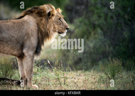 Seitenansicht eines männlichen Löwen, Madikwe Game Reserve Stockfoto