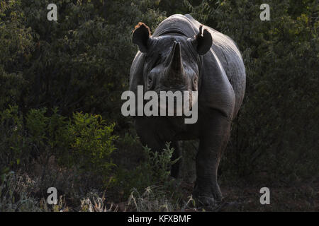 Porträt von ein Spitzmaul-Nashorn Stockfoto