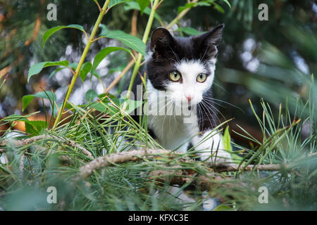 Schöne schwarze und weiße Katze jagd Vögel auf einem Baum Stockfoto