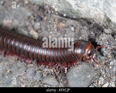 In der Nähe von Amerikanischen riesigen Tausendfüßler (Narceus americanus) Kriechen auf einem Felsen Stockfoto