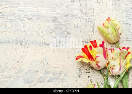 Ziemlich parrot Tulpen auf Licht shabby chic Hintergrund, Ansicht von oben Stockfoto