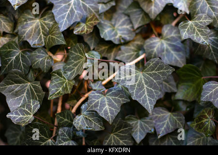 Ivy/Efeu-kriechende Sträucher zu ihren Adventivwurzeln der Wände zu klammern, Baumstämme, und so weiter. Stockfoto