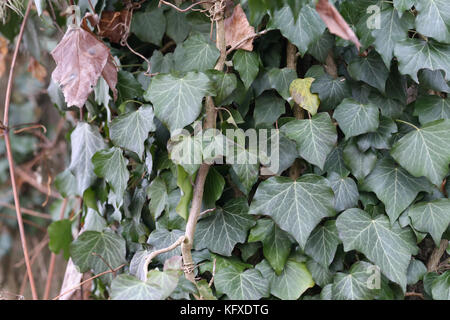 Ivy/Efeu-kriechende Sträucher zu ihren Adventivwurzeln der Wände zu klammern, Baumstämme, und so weiter. Stockfoto