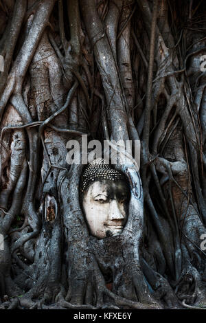 Kopf des Buddha Statue in der Baumwurzeln in Wat mahathathead Stockfoto