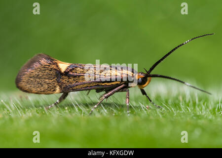 Schwefel Tubic Motte (Esperia sulfurella) auf nesselblatt. Tipperary, Irland Stockfoto