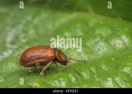 Weißdorn Blatt Käfer (Lochmaea crataegi) auf Blatt. New Inn, Tipperary, Irland. Stockfoto