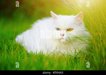 Weißer Perser Katze mit 2 unterschiedlich farbige Augen (heterocromatic Augen) auf der Wiese Stockfoto