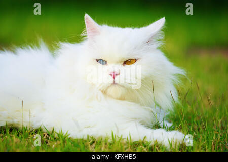 Weißer Perser Katze mit 2 unterschiedlich farbige Augen (heterocromatic Augen) auf der Wiese Stockfoto