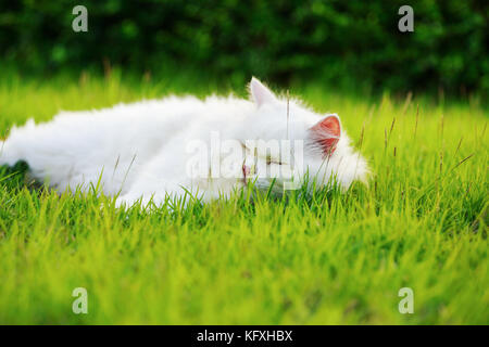 Weißer Perser Katze mit 2 unterschiedlich farbige Augen (heterocromatic Augen) auf der Wiese Stockfoto