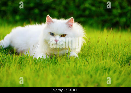 Weißer Perser Katze mit 2 unterschiedlich farbige Augen (heterocromatic Augen) auf der Wiese Stockfoto