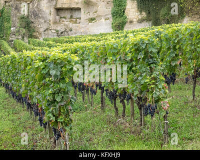 SAINT-EMILION, FRANKREICH - 07. SEPTEMBER 2017: Reife Weintrauben auf Reben in der Stadt Stockfoto