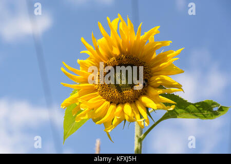 Sonnenblumen im Sommer Stockfoto