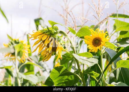 Sonnenblumen in Mais Stockfoto