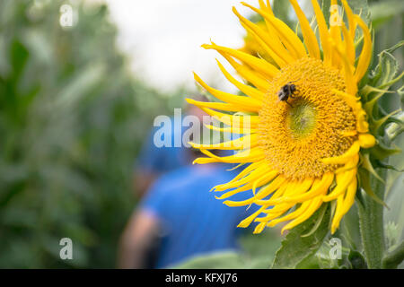 Hummel auf einer Sonnenblume Stockfoto