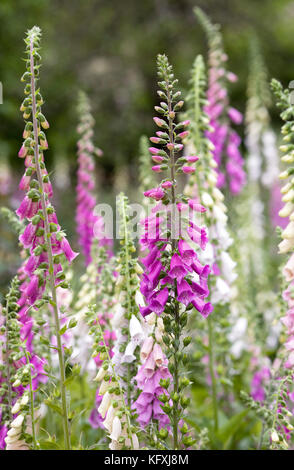 Digitalis purpurea. fingerhut im Garten. Stockfoto