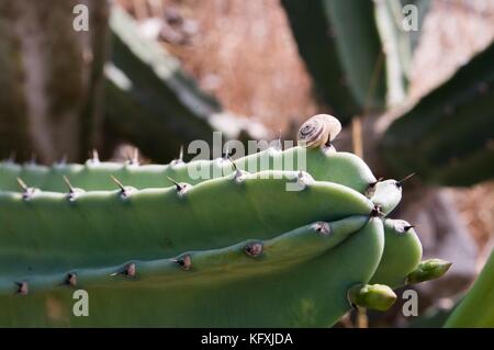 Schnecke auf einem Kaktus Mittel in der Natur Stockfoto