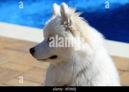 Samoyed Hund von Hinterhof pool Long Island New York Stockfoto