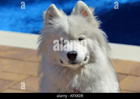 Female Samoyed Stockfoto