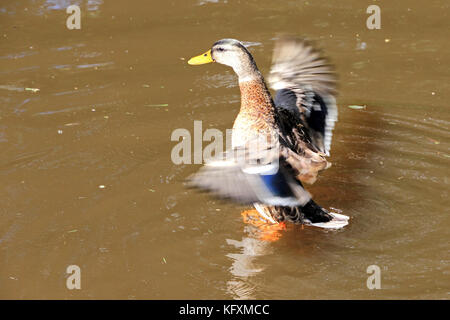Die unreife Mallard-Ente schlägt Flügel, während sie auf dem Wasser schwimmt Stockfoto