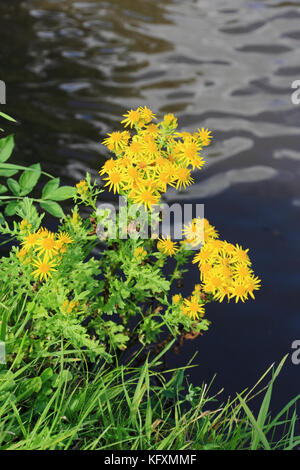 Common ragwort (Cardamine pratensis) Wachsende am Rand des Kanals Stockfoto