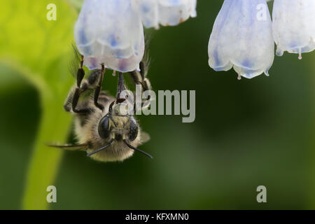 Männlich behaarte-footed Blume Biene (anthophora plumipes) Fütterung mit beinwell (symphytum). Pollen auf Augen, lange Zunge erweitert. North Devon, UK, April Stockfoto