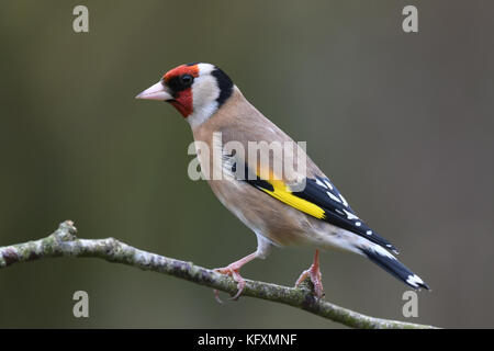 Profil Portrait von einzelnen Stieglitz (Carduelis carduelis) stehen auf einem Garten. Devon, UK, März. Stockfoto