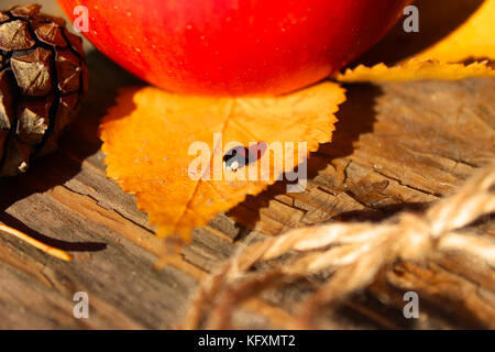 Herbst Konzept. Schönes helles Stillleben mit Apfel, Marienkäfer, Kegel und Blätter Stockfoto