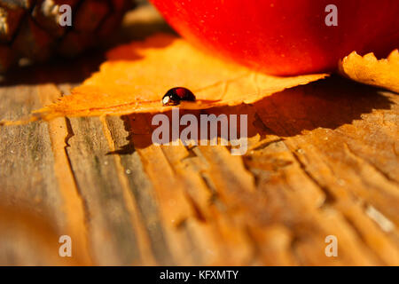 Herbst Konzept. Schönes helles Stillleben mit Apfel, Marienkäfer, Kegel und Blätter Stockfoto