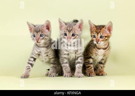 Toyger breedcat (Felis silvestris catus), Gruppenbild mit jungen Tieren Stockfoto