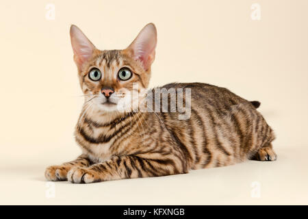 Toyger breedcat (Felis silvestris catus), grau schwarz getigert Stockfoto