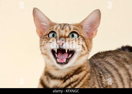 Toyger breedcat (Felis silvestris catus), grau schwarz getigert Stockfoto