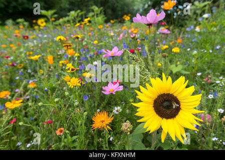 Bunte Blumenwiese mit Sonnenblume, Hessen, Deutschland Stockfoto