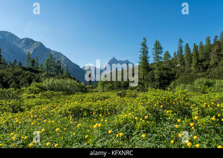 Gelbe ringelblume Blumen auf einer Wiese, mit Blick auf die watzmann aus der funtenseetauern, Nationalpark Berchtesgaden Stockfoto