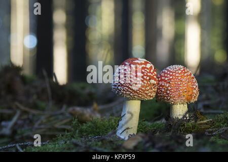 Zwei fliegen Blätterpilze (Amanita muscaria) auf Moos im Wald, Hessen, Deutschland Stockfoto