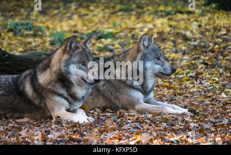 Zwei liegend grau Wölfe (Canis lupus) im Herbst Blätter, Porträt, Captive, Deutschland Stockfoto