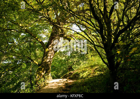 Leuchtete auf einem Waldweg auf dem Bolton Abbey Estate, Yorkshire Dales National Park, Großbritannien Stockfoto