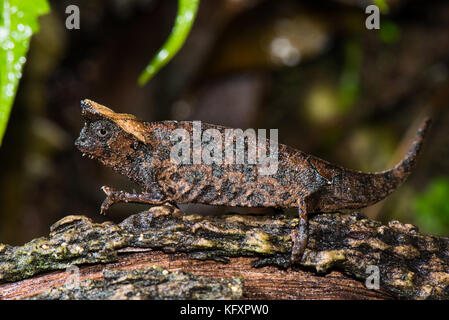 Braun blatt Chameleon (brookesia superciliaris), weiblich, ranomafana Nationalpark, Madagaskar Stockfoto