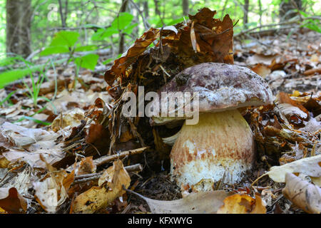 Frische Kiefer bolete unter den Blättern im natürlichen Lebensraum ausgeblendet Stockfoto