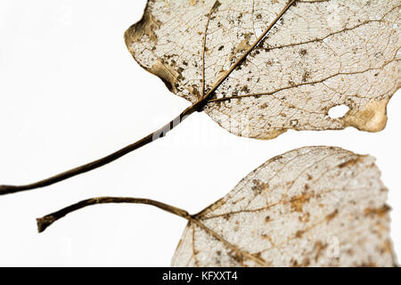 Nahaufnahme der Blattadern - Fragmente von zwei Blätter auf weißem Hintergrund Stockfoto