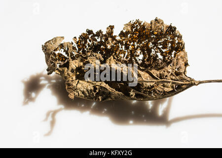 Reste von trockenen, gewelltes Blatt mit tierischen Form Schatten - auf weißem Hintergrund Stockfoto