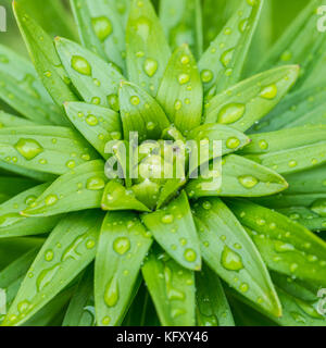 Eine Makroaufnahme der nassen Blätter eines asiatischen Lily. Stockfoto